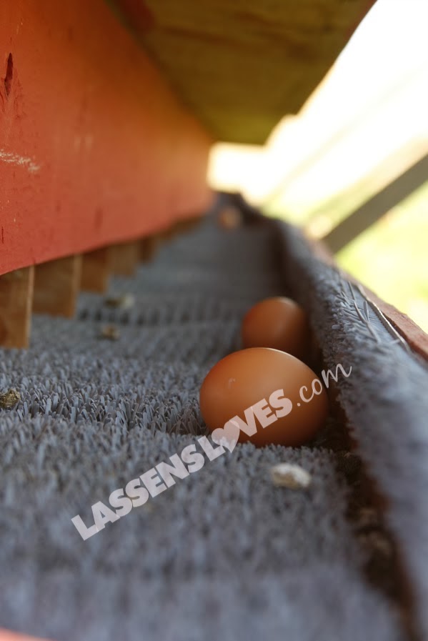 lassensloves.com, Lassen's, Lassens, Burroughs+Family+Farm+Eggs, Burroughs+Eggs