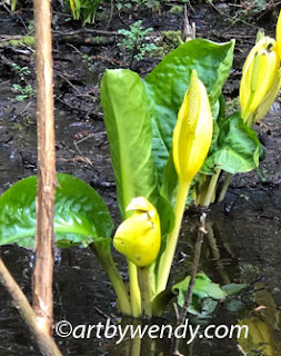 Skunk Cabbage - my subject for my drawing