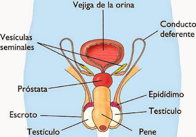Aparato Reproductor Masculino Dibujo del Aparato Reproductor del hombre indicando partes a colores