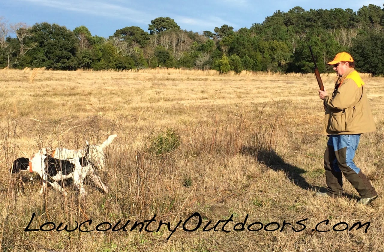 Lowcountry outdoors Edisto Island Quail Hunt January 2015