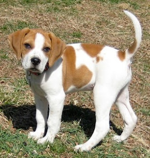Beagle Mix Beagle Mix