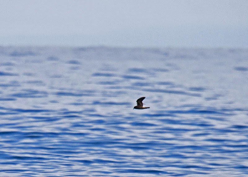 Leach's Storm-Petrel