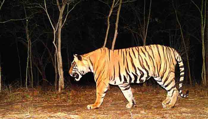 Kuno Palpur  Ntional Park, Madhya Pradesh, Ranthambhore National Park, tiger reserve of Rajasthan, Ranthambhore ka Sher,