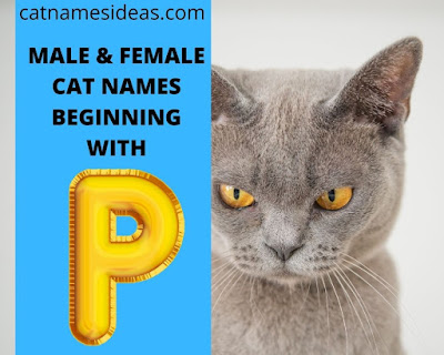 Best Male | Female Cat Names Beginning With P 2021