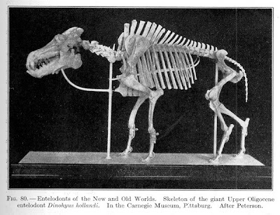 Dinohyus skeleton