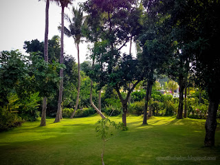 Beautiful View Of Green Grass Of The Garden With Natural Plants Trees At The Village Tangguwisia North Bali Indonesia