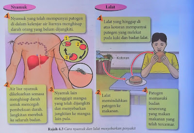 cara nyamuk dan lalat menyebarkan penyakit