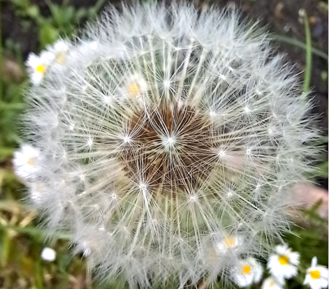 Dandelion