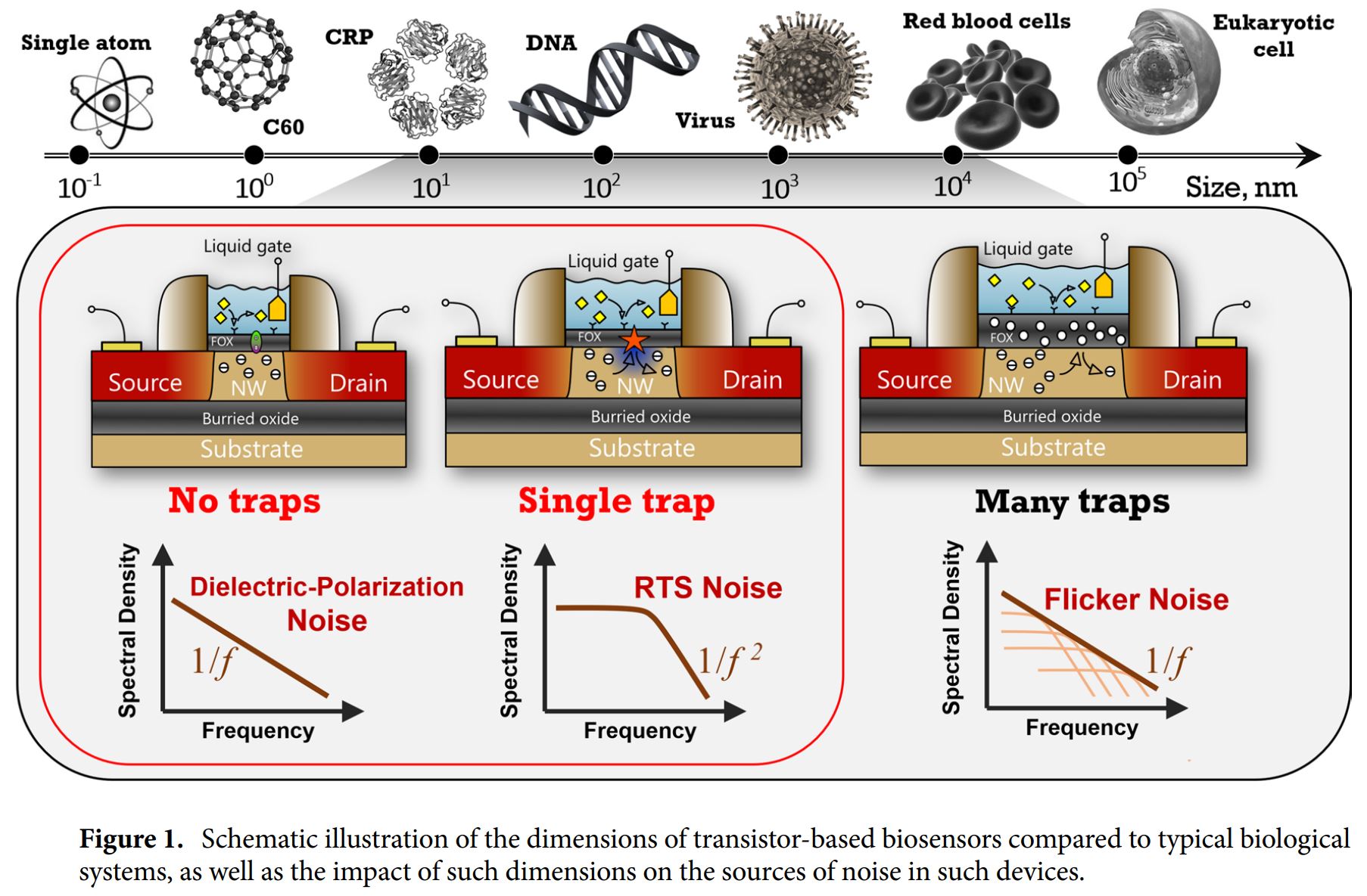 Image Sensors World 1/f and RTS Noise Theories