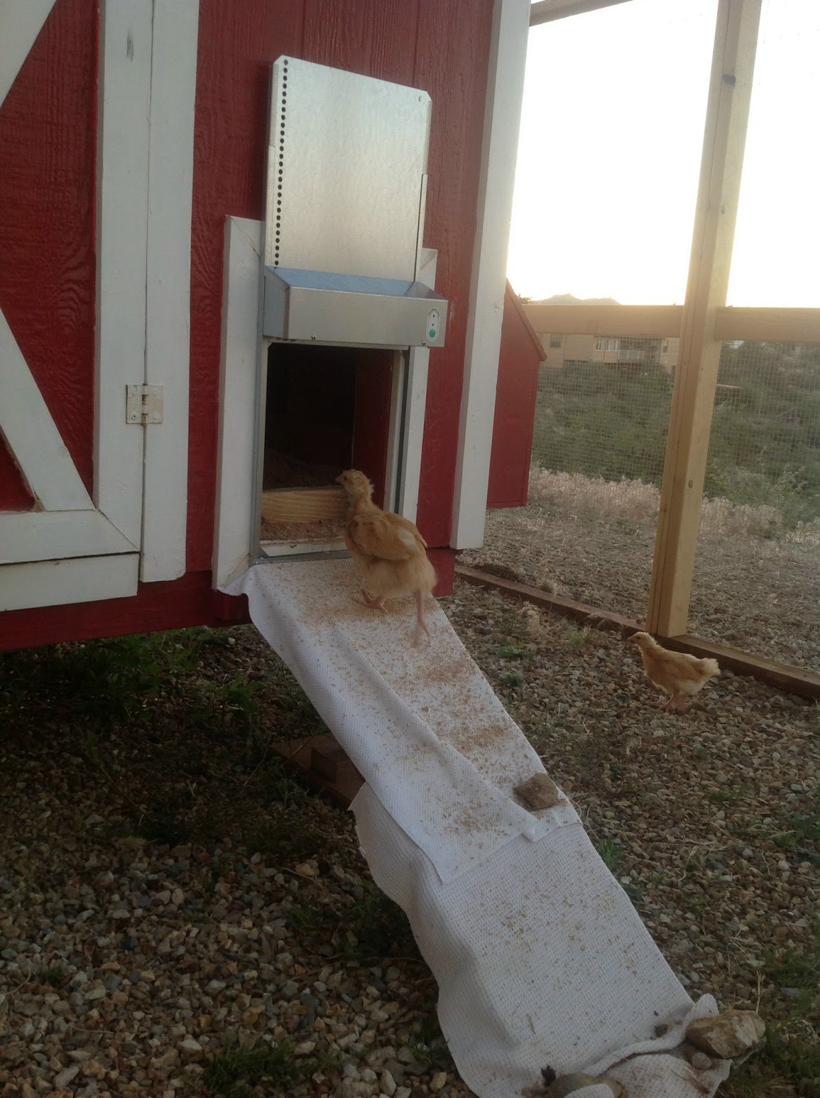 Backyard Chicken Lady ...thinking out loud: ADOR Automatic Coop Door ...