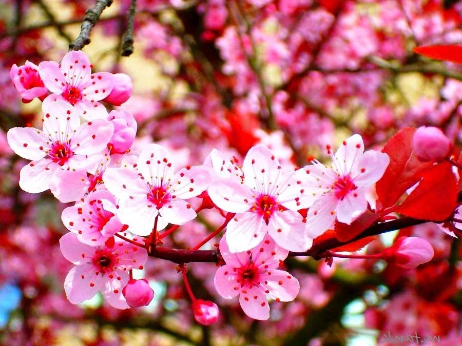 Gambar Bunga Sakura Segar Untuk Wallpaper Hp