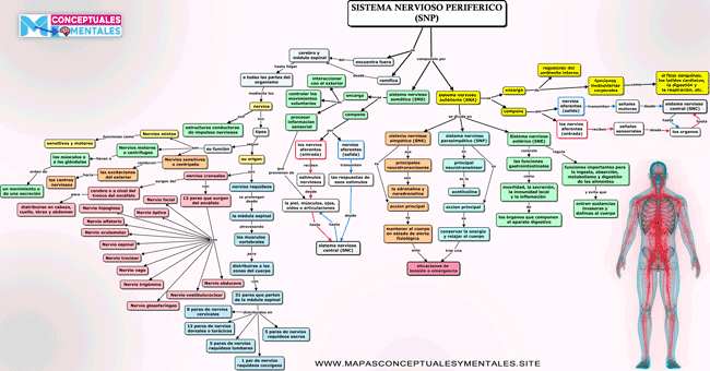 Cuadro Sinoptico Del Sistema Nervioso Periferico www.mapasconceptualesymentales.site