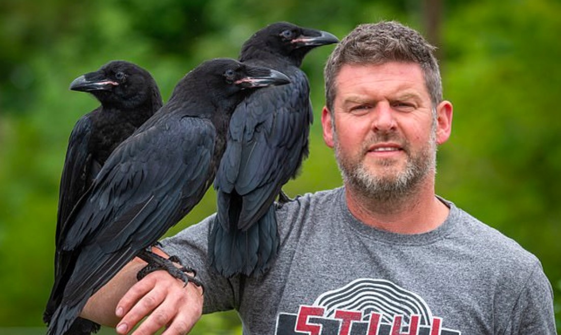 Ravenmaster is raising first-ever 'tame' ravens for the Tower of London
