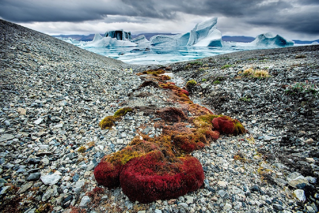Растения в антарктических пустынях. Лишайники арктические пустыни канадского архипелага. Тундра в Антарктиде. Земля Франца Иосифа камни.