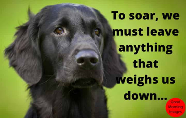 funny good afternoon quotes funny good afternoon quotes