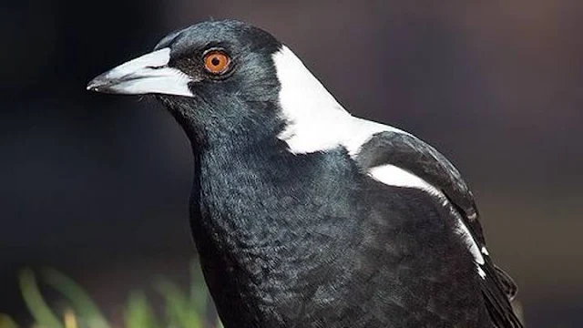 My cat brings a magpie into the home and there is poo and pee everywhere