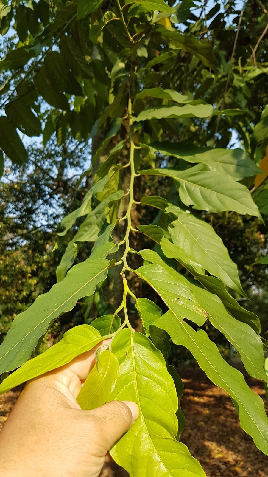 Cananga odorata (Lam) Hook.f.& Thomson
