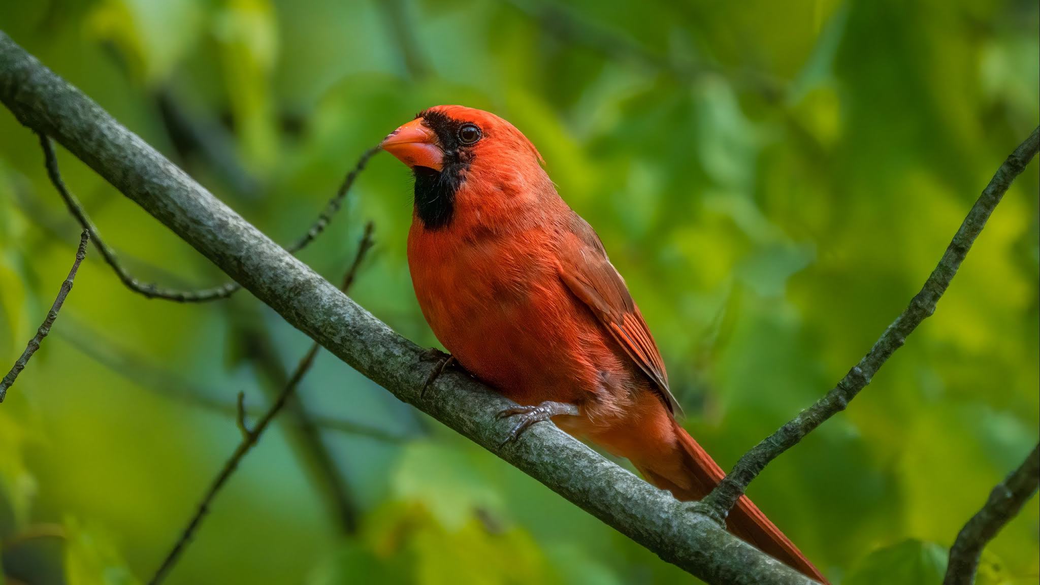 Red Cardinal, Bird, Nature