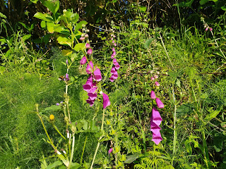 Digitalis