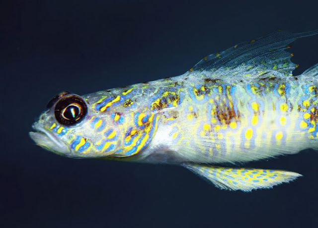 Ikan Shrimpgoby