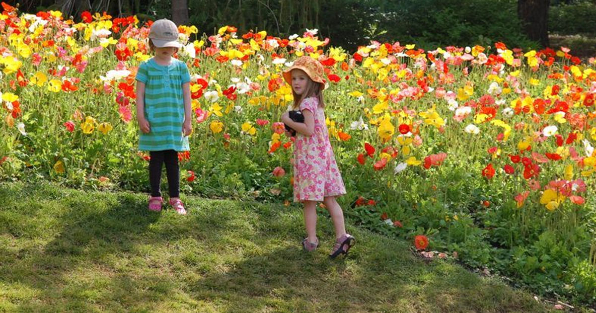 Hình ảnh trẻ tham quan vườn hoa,vườn rau sạch
