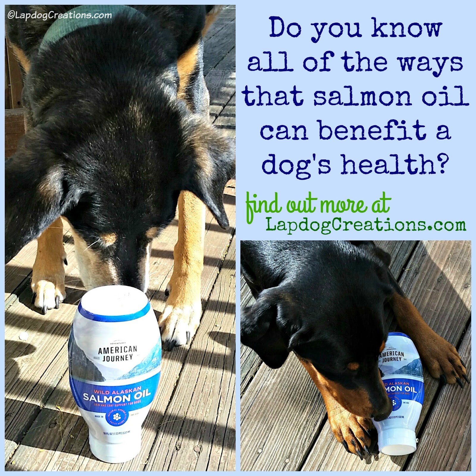american journey salmon oil