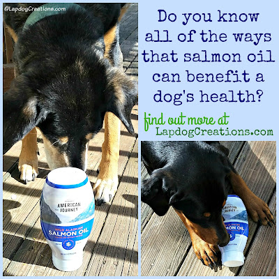 salmon oil for dogs rescue senior