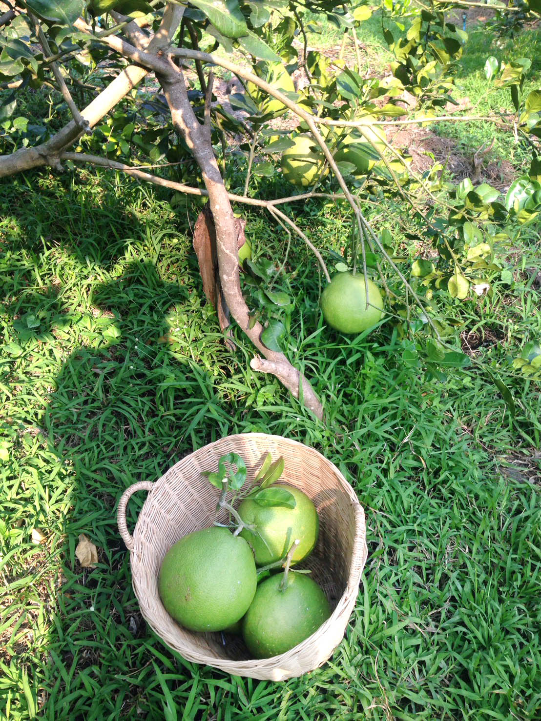 Explore Things! Pomelo (Kaao Yai) a yummy fruit of Samut Songkram