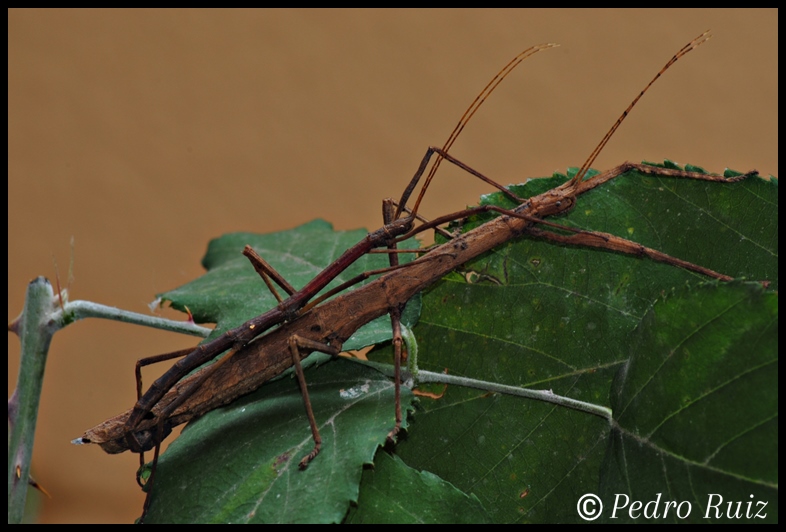 Cópula de Hypocyrtus ornatissimus Cópula de Hypocyrtus ornatissimus