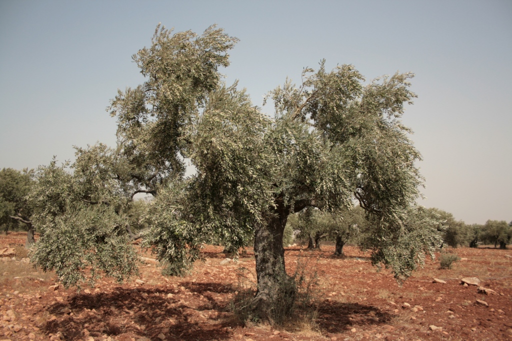 оливковые сады туниса. природа израиля деревья. Pistacia palaestina. греция олива дерево. 2 маслины израиль.