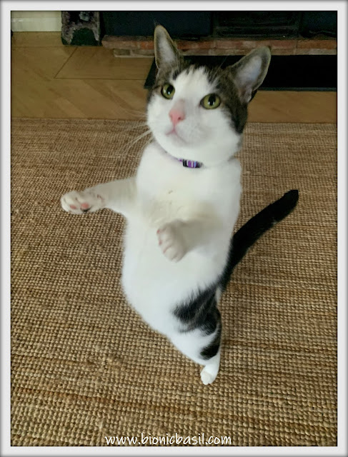 Melvyn's Happy Dance with Jazz Paws  ©BionicBasil® The Sunday Selfies.JPG