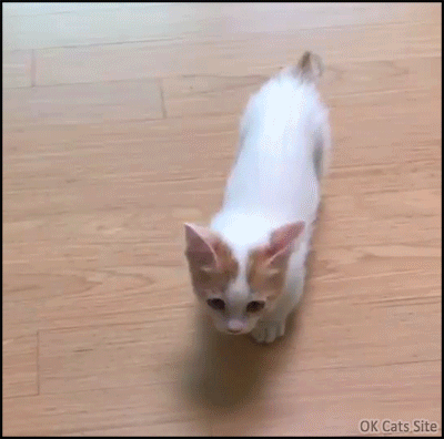 Cute Cat GIF • Cute Munchkin Kitty meowing and crying hard because she is hungry. “Feeed meee!”