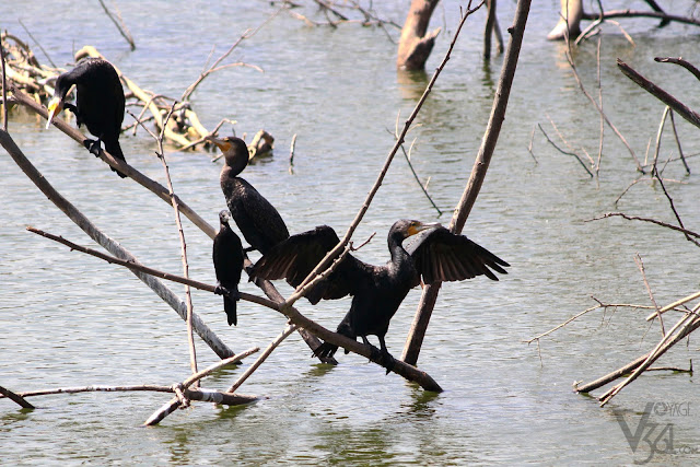 Cormorants at the Lalbagh Lake Cormorants at the Lalbagh Lake