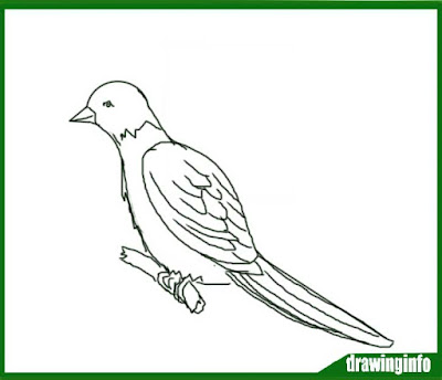 bird-drawing-easy