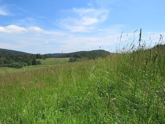 Łąki nad doliną Jasionki laka