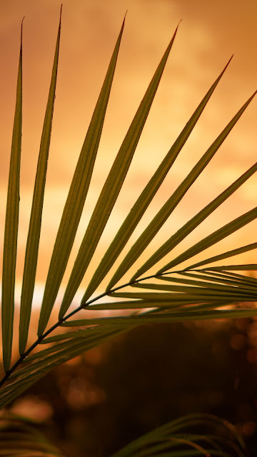 Palm Leaf Wallpaper At Sunset HD