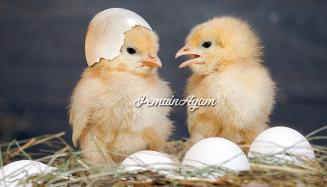Berapa Lama telur Ayam Filipina Petarung Menetas ? Lalu Bagaimana Menetaskan ? Simak!
