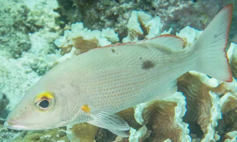 jenis Ikan Kakap Tompel Mahogany