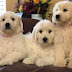 15 Reasons Goldendoodles Are Not The Friendly Dogs Everyone Says They Are