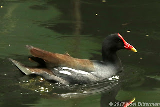 Common Moorhen