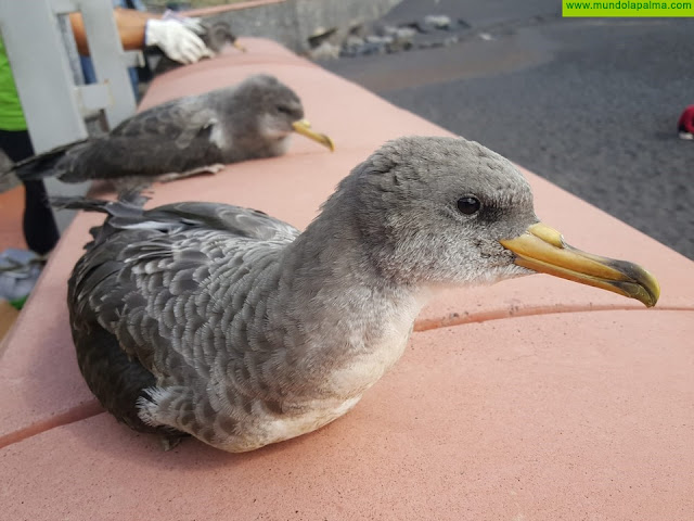 Transición Ecológica alerta sobre la grave amenaza que supone el plástico para las aves marinas de las Islas