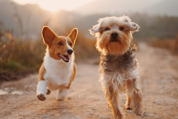 How do you get your dog to eat dog food? how-do-you-get-your-dog-to-eat-dog-food