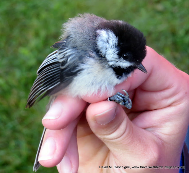 The First Weekend of Fall Bird Banding at SpruceHaven and a Visit by