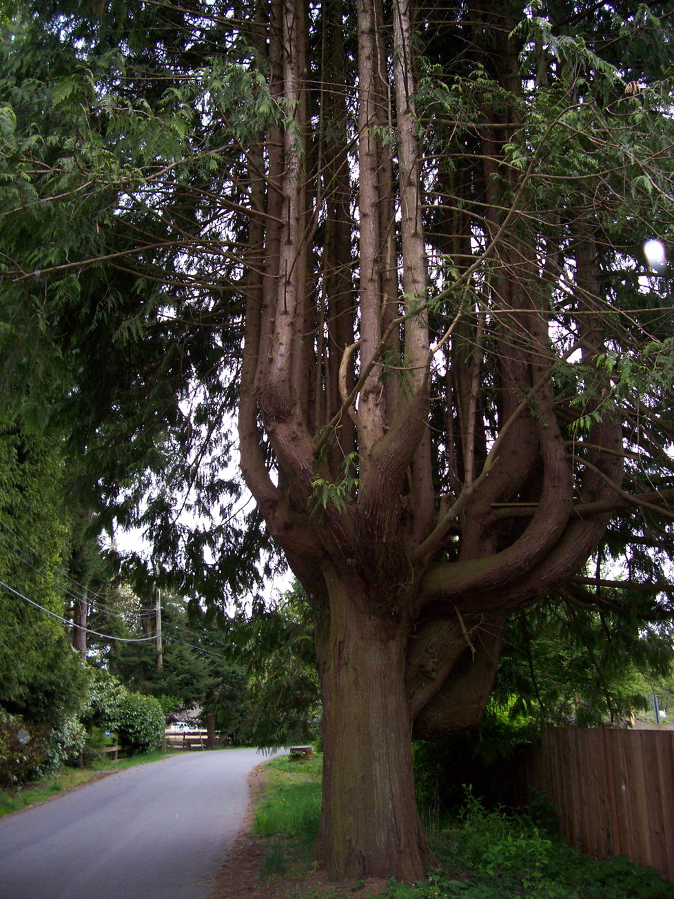 Vancouver Island Big Trees Candelabra Cedar