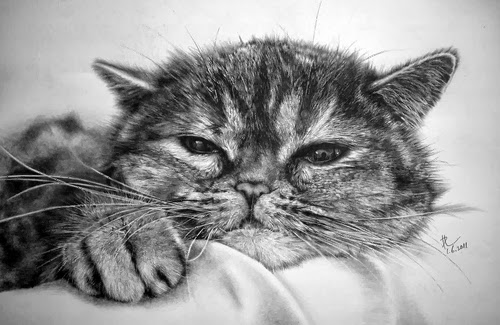 08-Hyper-realistic-Cats-Pencil-Drawings-Hong-Kong-Artist-Paul-Lung-aka-paullung-www-designstack-co