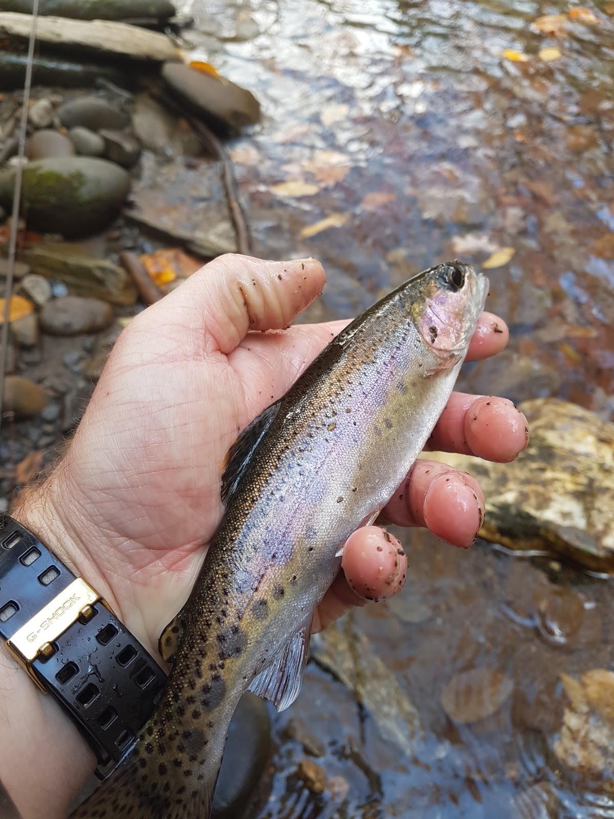 Форель в горных реках Форель в горных реках