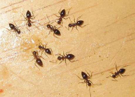 Peringatan Untukmu yang Sengaja Suka Menggilas Semut di Depan Mata! Peringatan Untukmu yang Sengaja Suka Menggilas Semut di Depan Mata!