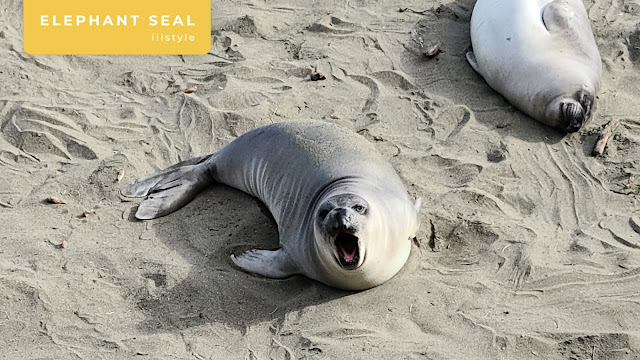 Big Sur Elephant Seal Vista Point 海豹觀景點