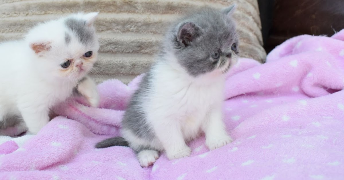 The Kuwait Cats and kittens Adoption and sales email us at
