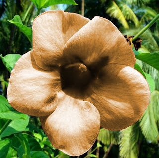 Allamanda Cathartica Tanaman Hias Merambat, Mahal dan Minimalis